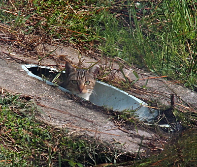 [A light-blue pipe surrounded by a concrete section sits at the bottom of a hillside. The cat is in the pipe so only its head is visible as it looks toward the camera.]